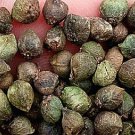 300Pcs A Set Zelkova serrata Tree seed ProQgf
