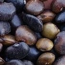 200Pcs A Set Sophora japonica Tree seed ProQgf