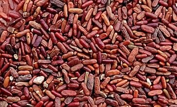 5000Pcs A Set Coronilla varia seed ProQgf