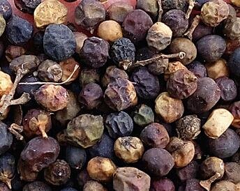 500Pcs A Set Ligustrum lucidum seed ProQgf
