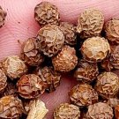 200Pcs A Set  Firmiana platanifolia Tree seed ProQgf