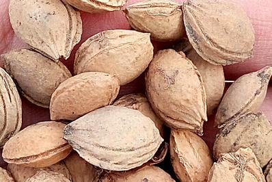 100Pcs A Set  Prunus Cerasifera Ehrhar  Tree seed ProQgf