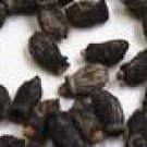 500Pcs A Set  Borago officinalis flower seed ProQgf