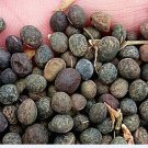 200Pcs A Set  Vicia villosa roth seed ProQgf