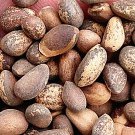 1000Pcs A Set Pinus bungeana tree seed ProQgf