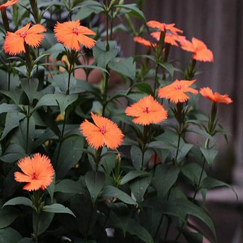2000Pcs A Set Lychnis fulgens flower seed ProQgf