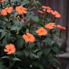 2000Pcs A Set Lychnis fulgens flower seed ProQgf