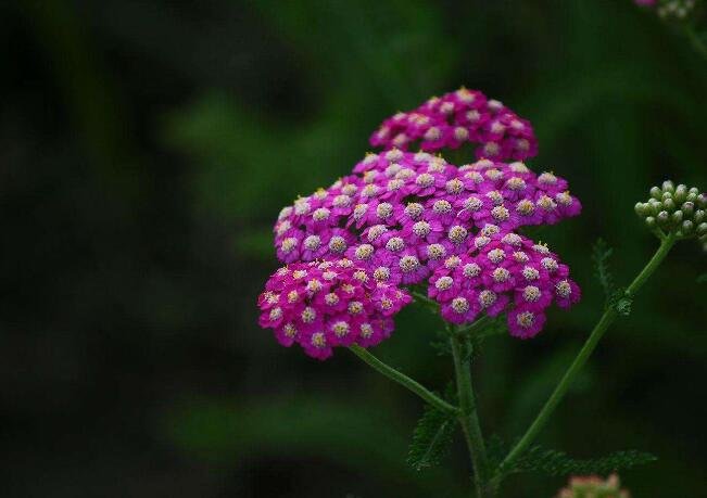 5000Pcs A Set Achillea sibirca seed ProQgf