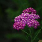 5000Pcs A Set Achillea sibirca seed ProQgf