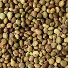 1000Pcs A Set Glycyrrhiza uralensis seed ProQgf