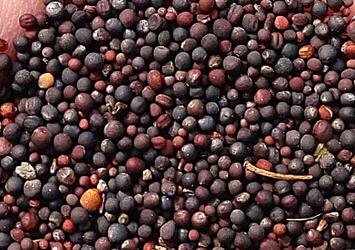 5000Pcs A Set Brassica napus seed ProQgf