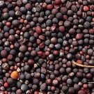 5000Pcs A Set Brassica napus seed ProQgf