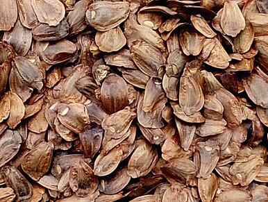 1000Pcs A Set Cunninghamia lanceolata seed ProQgf