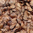 1000Pcs A Set Cunninghamia lanceolata seed ProQgf