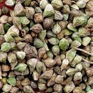 1000Pcs A Set fushouhua flower seed ProQgf