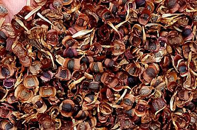 3000Pcs A Set Coreopsis drummondii seed ProQgf