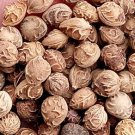 300Pcs A Set Padus virginiana Canada Red seed ProQgf