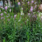 800Pcs A Set Physostegia virginiana seed ProQgf