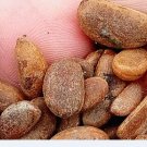 200Pcs A Set Diospyros cathayensis seed ProQgf