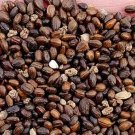 500Pcs A Set Hippophae rhamnoides seed ProQgf