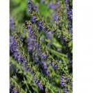 5000Pcs A Set Hyssopus officinalis seed ProQgf