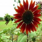 500Pcs A Set Helianthus annuus red sunflower seed ProQgf