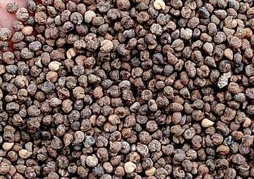 3000Pcs A Set Cleome spinosa seed ProQgf
