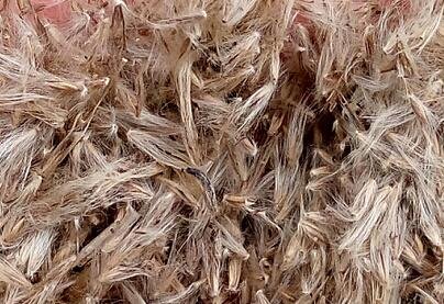 5000Pcs A Set Miscanthus seed ProQgf