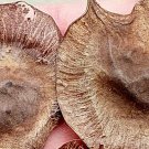 20Pcs A Set Pterocarpus indicus seed ProQgf