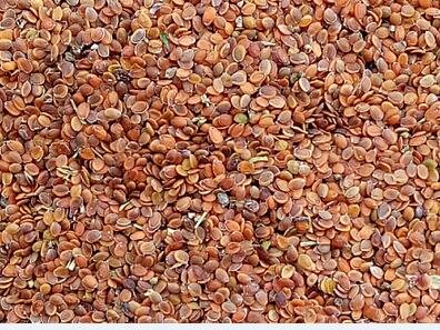 3000Pcs A Set Lobularia maritima Seed ProQgf