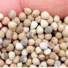 500Pcs A Set Euphorbia marginata seed ProQgf
