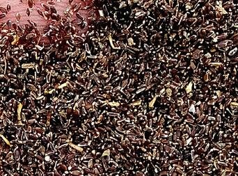 5000Pcs A Set Dendranthema indicum seed ProQgf
