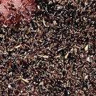5000Pcs A Set Dendranthema indicum seed ProQgf