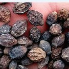 50Pcs A Set Jasminum sambac seed ProQgf