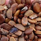 100Pcs A Set Diospyros lotus seed ProQgf