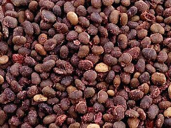 2000Pcs A Set Rhus Typhina seed ProQgf