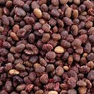 2000Pcs A Set Rhus Typhina seed ProQgf