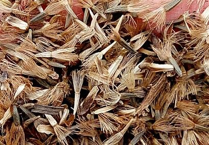 2000Pcs A Set Liatris spicata seed ProQgf