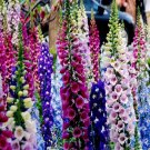 5000Pcs A Set Digitalis purpurea seed ProQgf