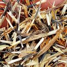 3000Pcs A Set Tagetes erecta seed ProQgf