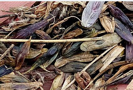 2000Pcs A Set Isatis tinctoria seed ProQgf