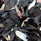 50Pcs A Set Hosta plantaginea seed ProQgf