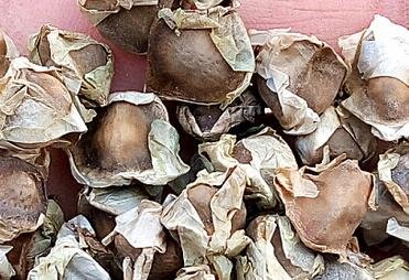 30Pcs A Set Moringa Drumstick tree seed ProQgf