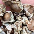 30Pcs A Set Moringa Drumstick tree seed ProQgf