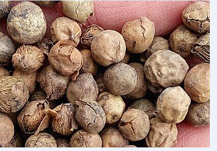200Pcs A Set Rhapis excelsa  tree seed ProQgf
