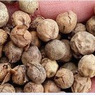 200Pcs A Set Rhapis excelsa  tree seed ProQgf