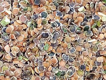 2000Pcs A Set Matthiola incana seed ProQgf
