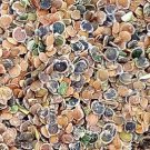 2000Pcs A Set Matthiola incana seed ProQgf