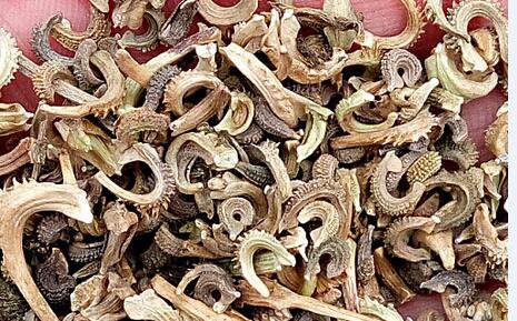 2000Pcs A Set Calendula marigold seed ProQgf