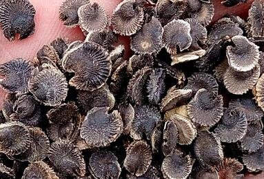 500Pcs A Set Althaea rosea seed ProQgf